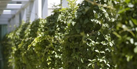 Toyota Motor Sales, Torrance, California, USA