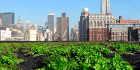 Քուք + Ֆոքս Ընկերության Գրասենյակ, ԱՄՆ