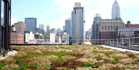 Քուք + Ֆոքս Ընկերության Գրասենյակ, ԱՄՆ