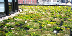 Քուք + Ֆոքս Ընկերության Գրասենյակ, ԱՄՆ