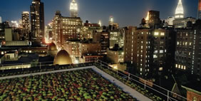 Քուք + Ֆոքս Ընկերության Գրասենյակ, ԱՄՆ