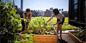 Քուք + Ֆոքս Ընկերության Գրասենյակ, ԱՄՆ