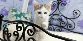 Отель для Кошек «Longcroft», Великобритания