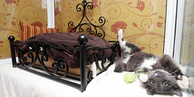 Отель для Кошек «Longcroft», Великобритания