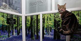 Отель для Кошек «Longcroft», Великобритания