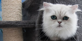 Отель для Кошек «Longcroft», Великобритания