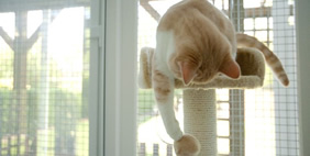 Отель для Кошек «Longcroft», Великобритания